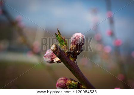 Peach Bud