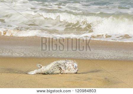 puffer fish dead on the beach, Arugam Bay, Sri lanka