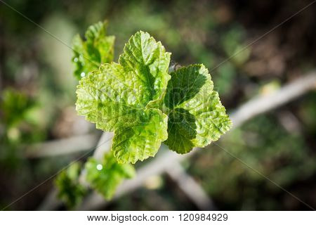 Currant Leafs