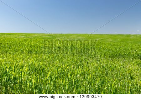 Young wheat field on a background of the blue sky
