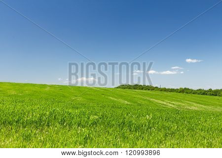 Young wheat field on a background of the blue sky