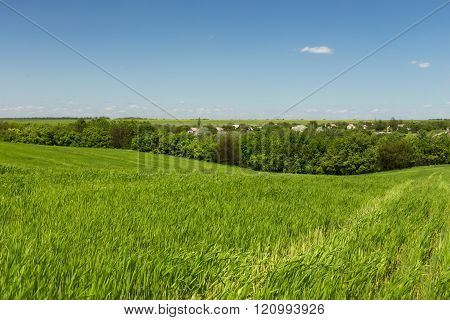 Young green wheat field on a background of the blue sky line of trees and hoses