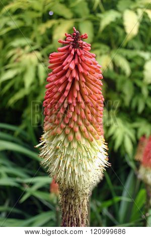 Red Hot Poker Flower