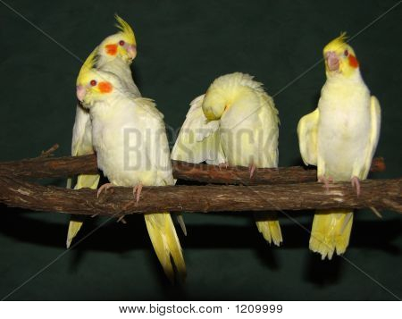 Yella chłopaki