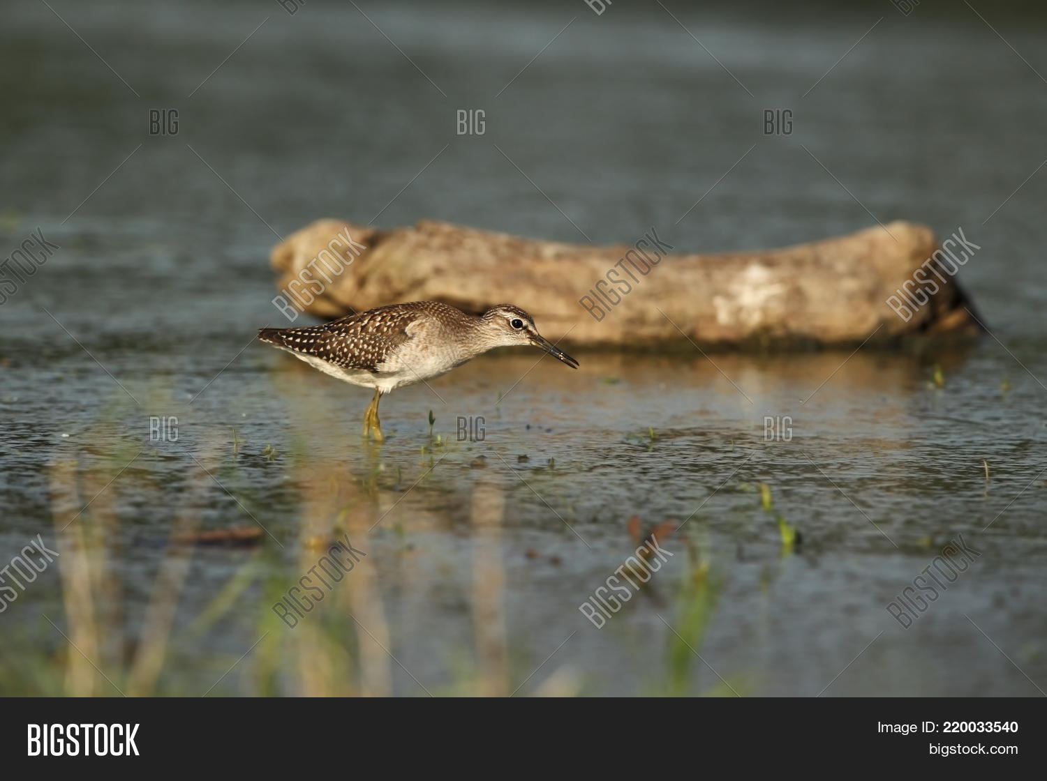 Image Preview