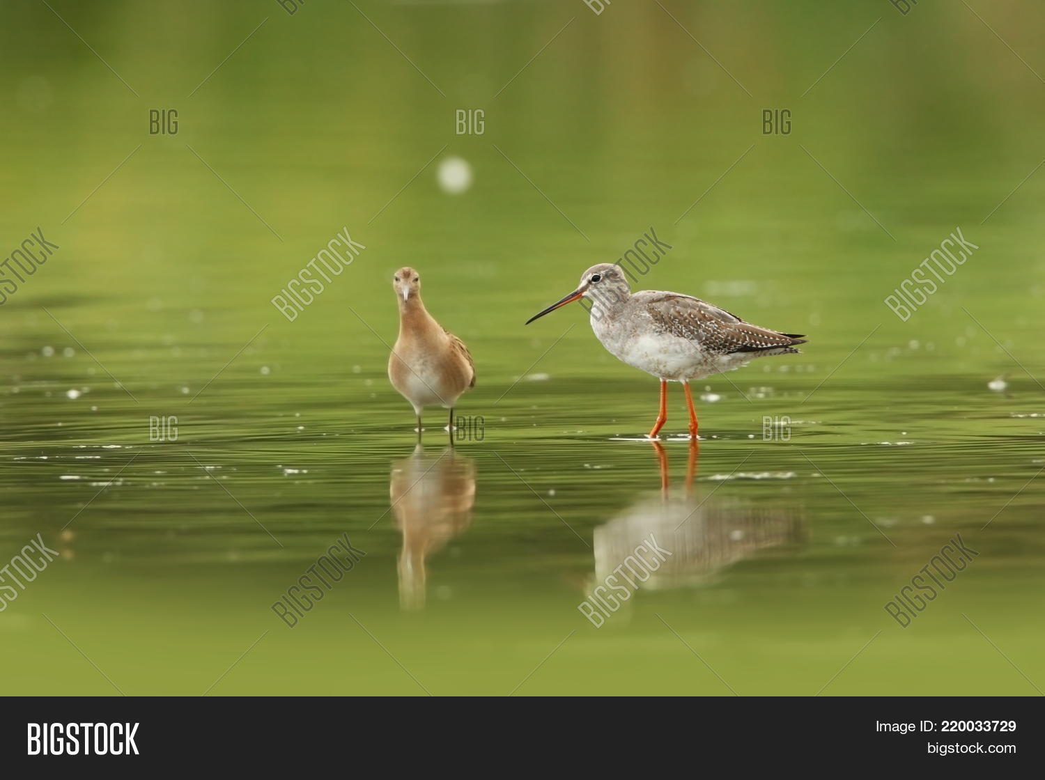 Image Preview