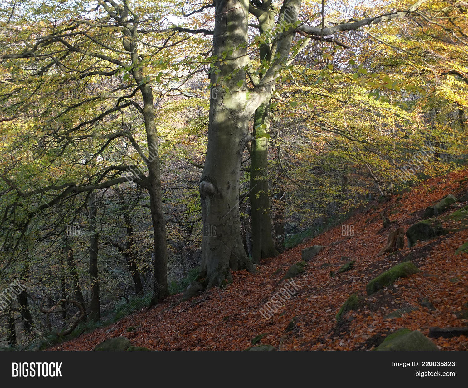 Image Preview