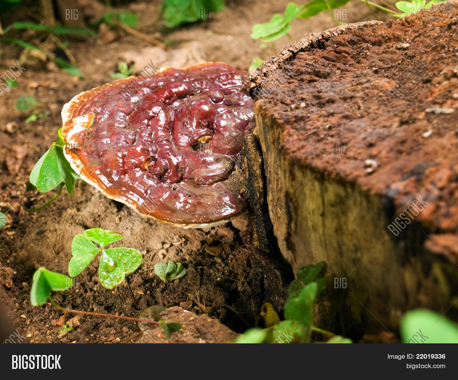 Image Preview