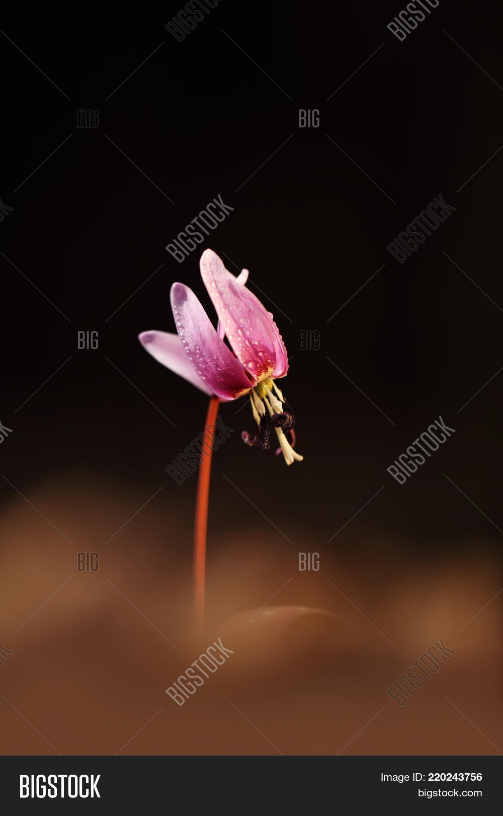 Image Preview