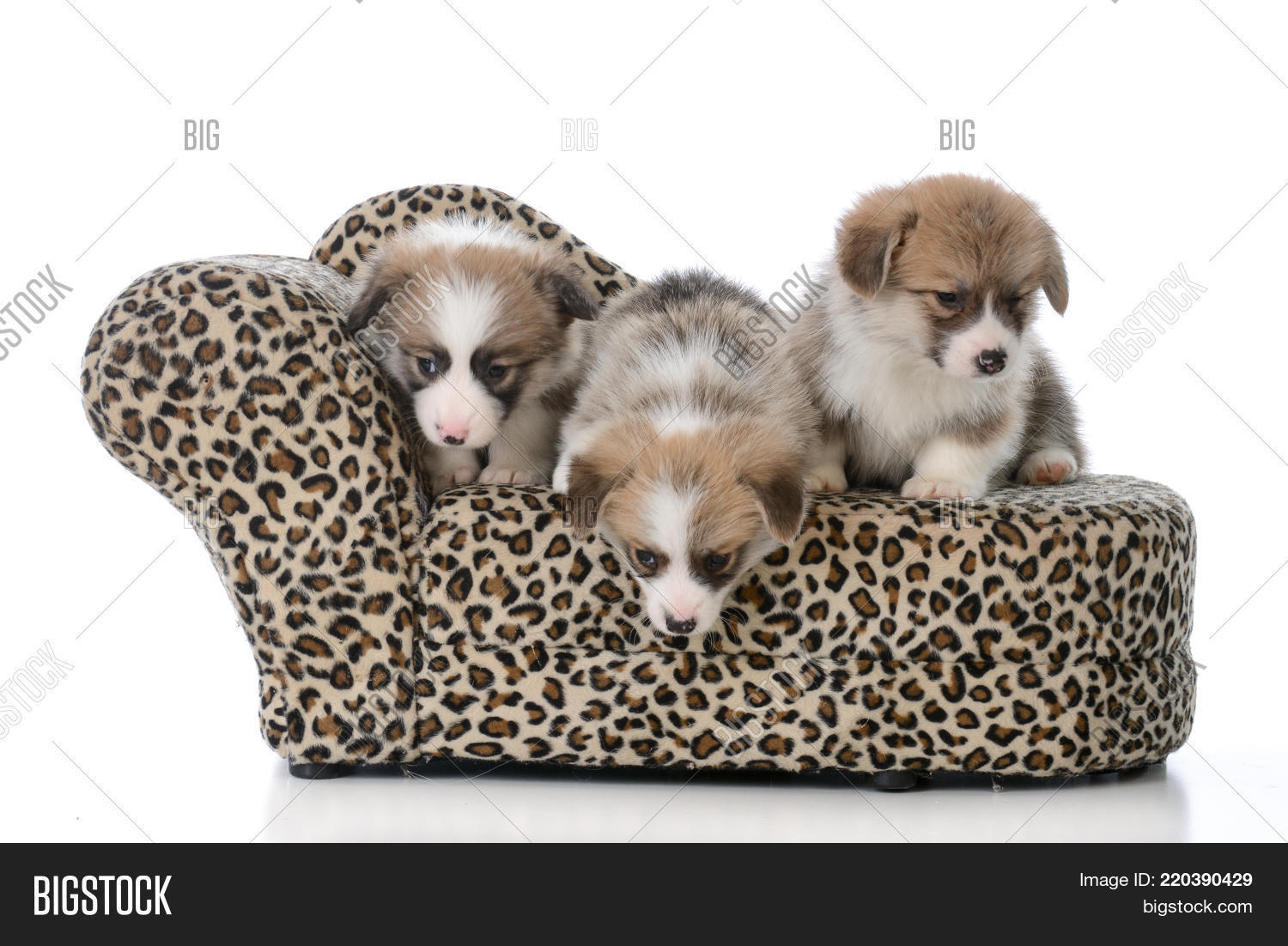 Litter Pembroke Welsh Image Photo Free Trial Stock Litter Pembroke Welsh Image Photo
