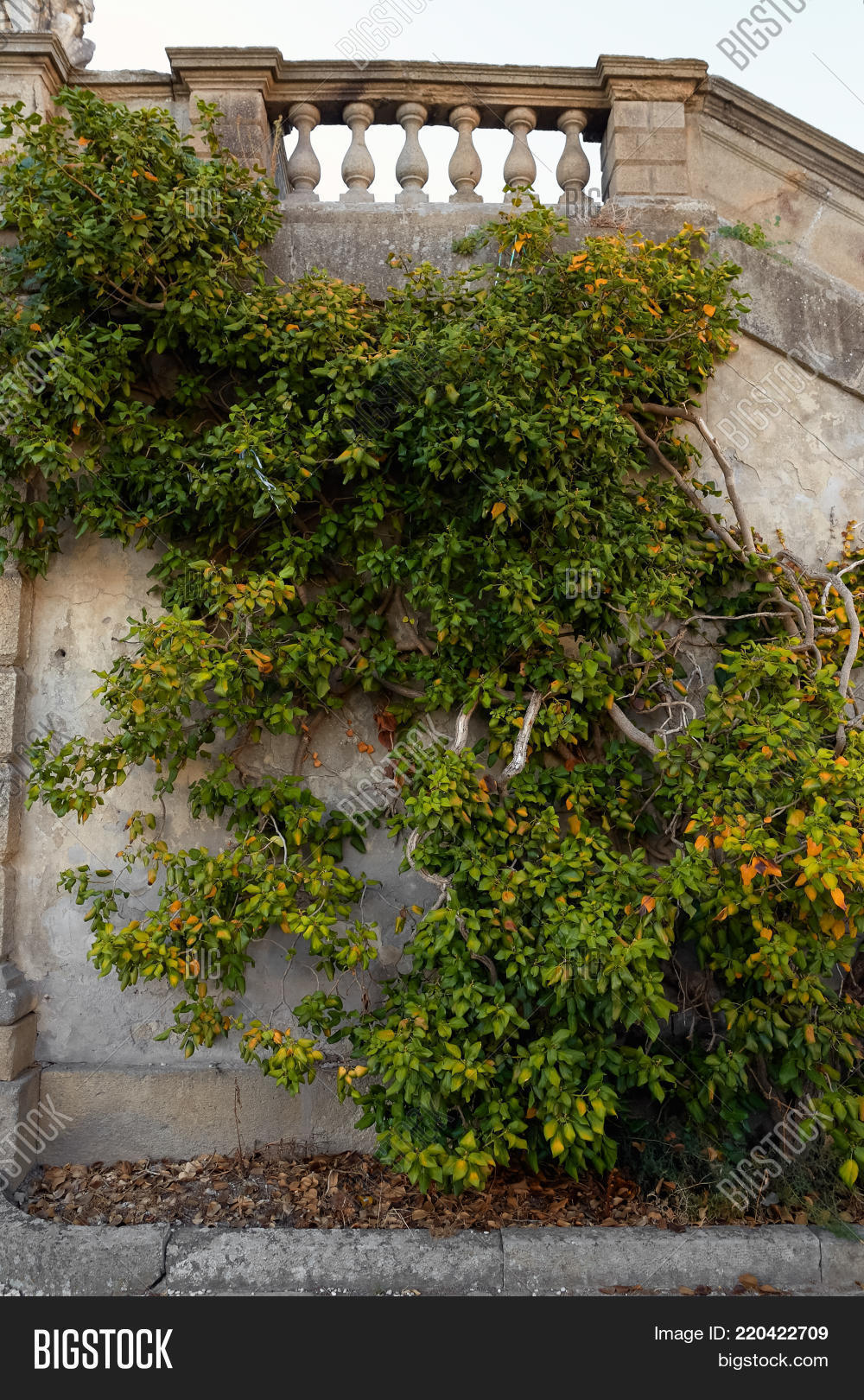 Ivy Texture Ivy Hedge Image Photo Free Trial Bigstock