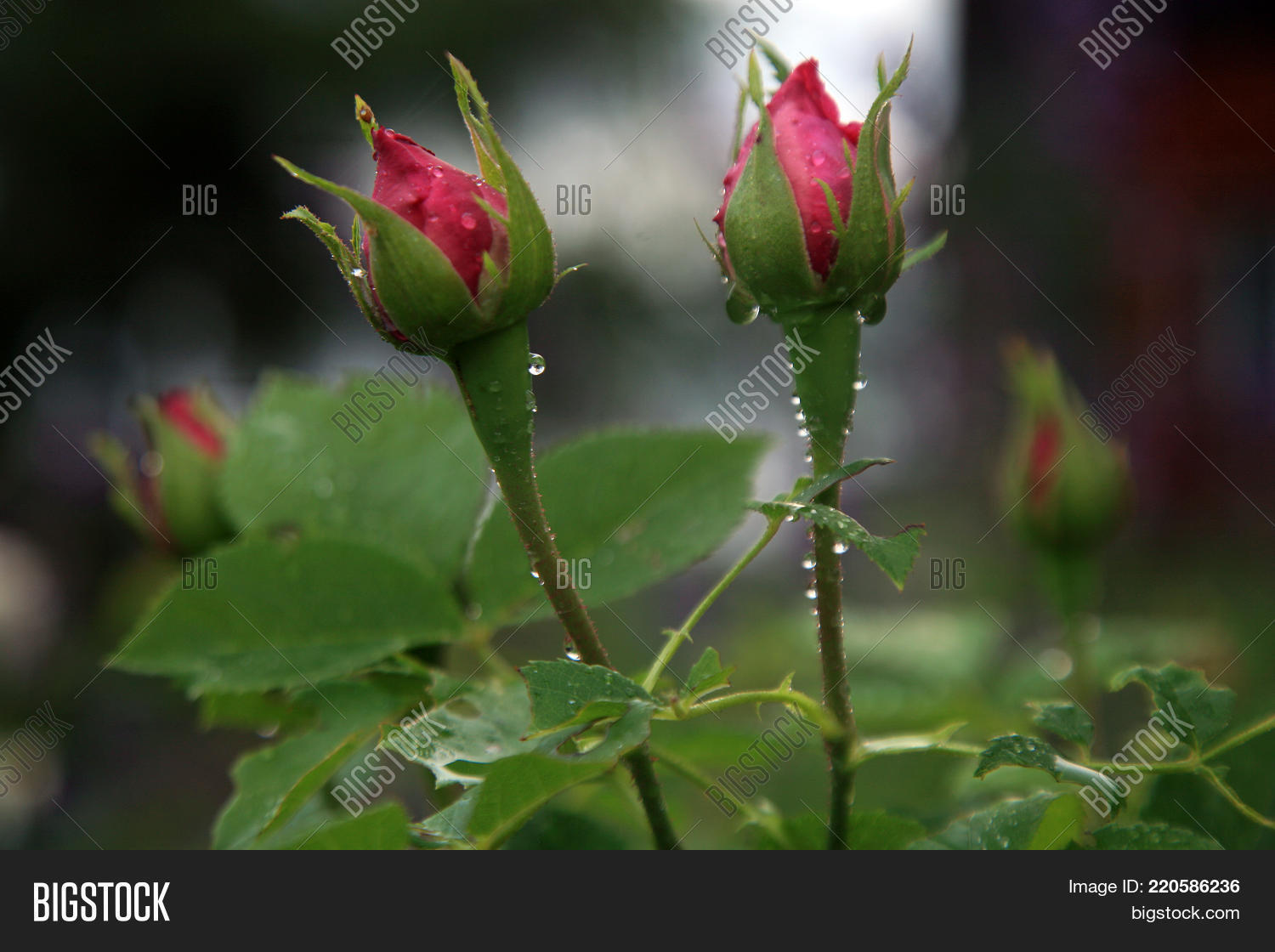 Image Preview