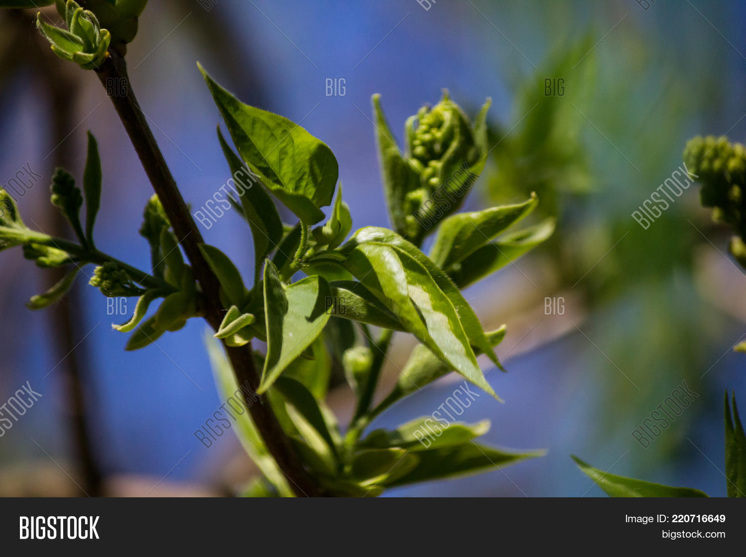 Image Preview