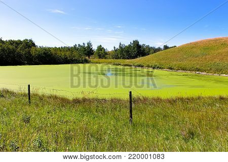 View of a drying pond covered in duckweed.