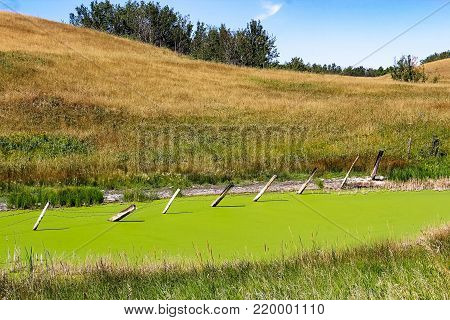 A fence in the middle of a vibrant pond of duckweed.