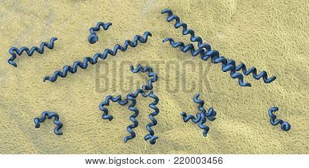 Treponema pallidum on the surface of human skin, bacterium which causes syphilis, sexually transmitted bacterium, close-up view. 3D illustration