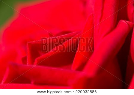 red rose as a background. close . In the park in nature