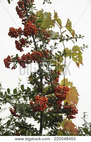 Rowan berries, Mountain ash Sorbus tree with ripe berry