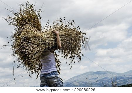 Ears of wheat grouped with background the field and the blue sky, you notice the beauty of nature and its benevolence but also the effort of man to get food.