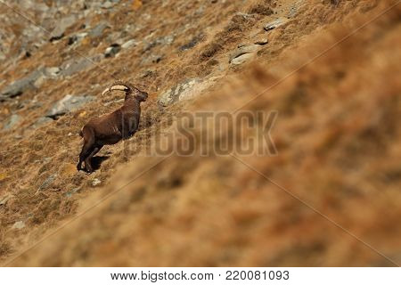 Capra ibex. Photo was taken in Italy. It is found in southern Europe, less in the Western and southern Asia and North Africa. Wildlife of Italy. Autumn in nature.