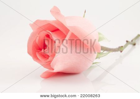 Rosa sobre fondo blanco