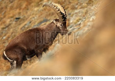 Capra ibex. Photo was taken in Italy. It is found in southern Europe, less in the Western and southern Asia and North Africa. Wildlife of Italy. Autumn in nature.