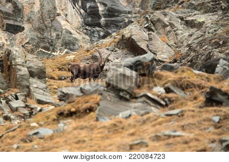 Capra ibex. Photo was taken in Italy. It is found in southern Europe, less in the Western and southern Asia and North Africa. Wildlife of Italy. Autumn in nature.