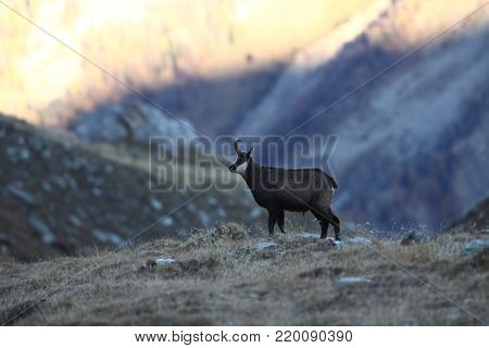 Rupicapra rupicapra. Wildlife of Italy. Autumn nature in the mountains. The beauty of Europe. Mountain views. Photo was taken in Italy. Gran Paradiso.Photo was taken in Italy. Gran Paradiso.