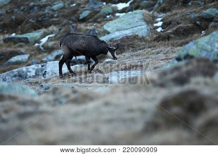 Rupicapra rupicapra. Wildlife of Italy. Autumn nature in the mountains. The beauty of Europe. Mountain views. Photo was taken in Italy. Gran Paradiso.Photo was taken in Italy. Gran Paradiso.