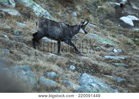 Rupicapra rupicapra. Wildlife of Italy. Autumn nature in the mountains. The beauty of Europe. Mountain views. Photo was taken in Italy. Gran Paradiso.Photo was taken in Italy. Gran Paradiso.