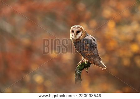 Tyto alba. Autumn nature. Wild nature of Czech. Owl in autumn nature. Beautiful Autumn in Czech. Wild nature. Barn Owl, photographed in the Czech Republic. A medium-sized species of owls. Found in Europe.