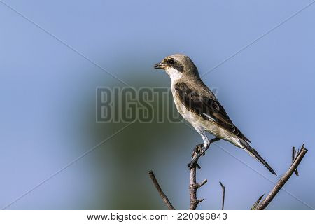 Lesser grey shrike in Kruger national park, South African; Specie Lanius minor family of Laniidae
