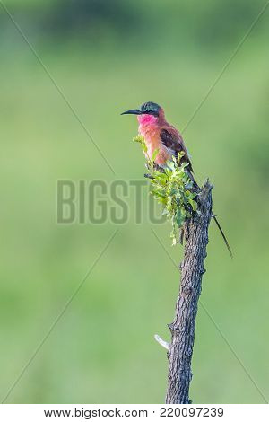 Southern carmine bee-eater in Kruger national park, South African; Specie Merops nubicoides family of Meropidae