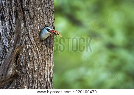 Woodland kingfisher in Kruger national park, South African; Specie Halcyon senegalensis family of Alcedinidae