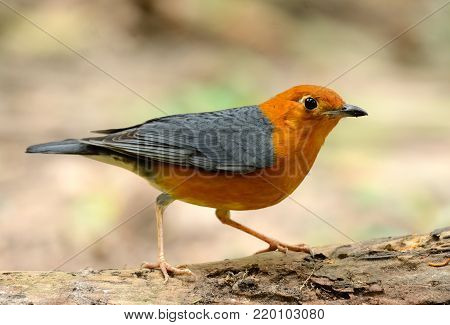 beautiful male Orange-headed Thrush (Zoothera citrina) in Thailand