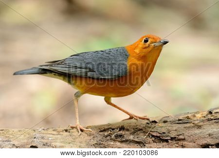 beautiful male Orange-headed Thrush (Zoothera citrina) in Thailand