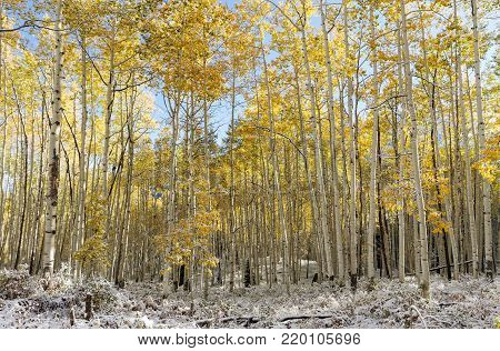 Autumn Scenery in the Rocky Mountains of Colorado - The Giant Aspens of Kebler Pass