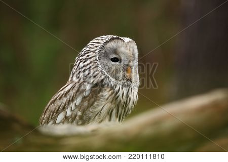 He lives in Europe and Asia, on the Czech territory only occurs very rarely in the area of the Beskydy mountains and the Bohemian Forest and Bohemian Forest. Strix uralensis.