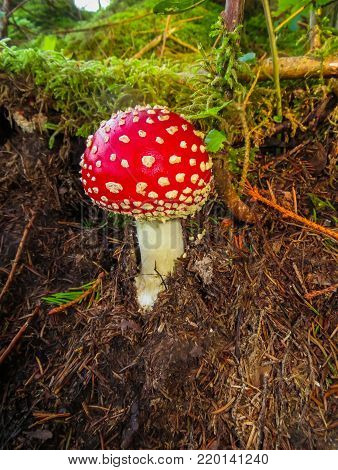 Reds in a white peas fly agaric, on a glade in the forest.