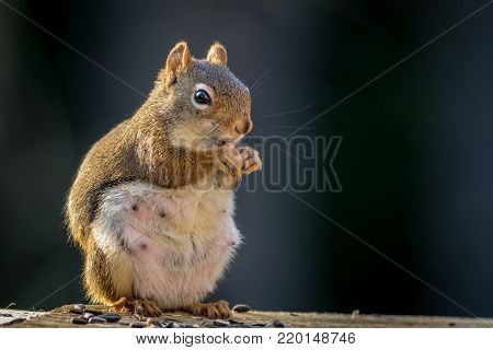 Expecting American Red Squirrel (Tamiasciurus hudsonicus) appears to be smiling as she enjoys a snack