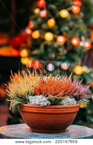 Bush Of Yellow And Red Colors Calluna Plants In Pots In Garden.