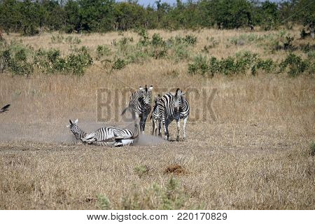 Burchell Zebra in the wilderness playing .
