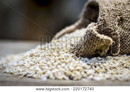 Raw organic white lentil,vigna mungo in a gunny bag.