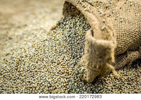 Raw Organic Pennisetum Glaucum,pearl  Millet Coming Out Of A Gunny Bag.