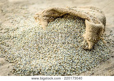 Raw Organic Pennisetum Glaucum,pearl  Millet Coming Out Of A Gunny Bag.