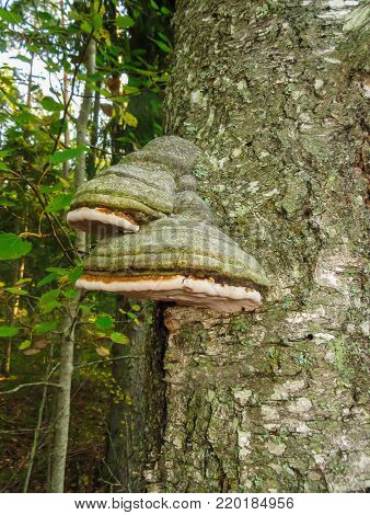 Mushroom chaga on the trunk of a tree in the forest.