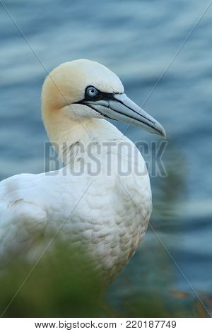 Morus bassanus. Helgoland. Photographed in the North Sea. The wild nature of the North Sea. Bird on the Rock. North Sea. Free nature. Beautiful photo of bird life.