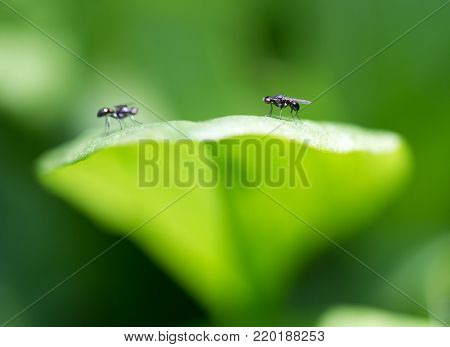 fly in nature. Macro . In the park in nature
