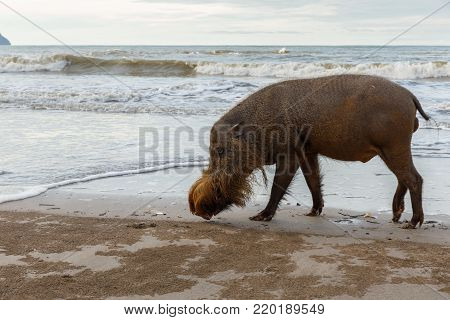 bearded pig walking along the beach near the sea