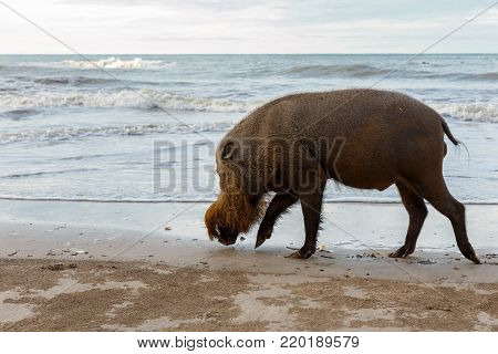 bearded pig walking along the beach near the sea.